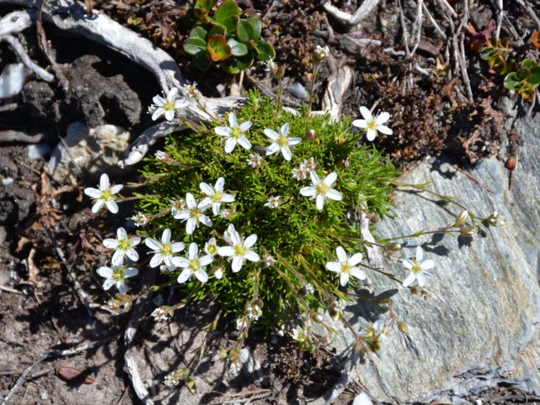 Caryophyllaceae